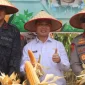 Gubernur Kalbar Ria Norsan dan Kapolda Kalbar Irjen Pol Pipit Rismanto menghadiri Panen Raya Jagung Serentak di Kubu Raya. (instagram.com/adpim.provkalbar)