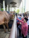 Gubernur Kalimantan Barat Ria Norsan saat melihat hewan kurban di Kantor Gubernur Kalbar menjelang Iduladha 1447 H.