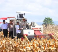 Panen jagung nasional sebagai penopang ketahanan pangan Indonesia tahun 2025. (Pertanian.go.id)
