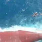 Tim SAR mencari korban kapal Virgo Transport 8 yang tenggelam di Laut Jawa. (Foto: Basarnas)