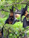 Kelelawar buah sebagai inang alami dan penyebar virus Nipah