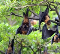 Kelelawar buah sebagai inang alami dan penyebar virus Nipah