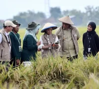 Menteri Komunikasi dan Digital Meutya Hafid meninjau panen padi dalam kegiatan Panen Tani Digital di Kabupaten Sragen, Jawa Tengah. (dok. Komdigi)