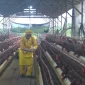 PT AMNL bersama KUB Siantau Raya perkuat komitmen melalui program Pertanian Ekologi Terpadu (PET) peternakan ayam petelur.