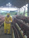 PT AMNL bersama KUB Siantau Raya perkuat komitmen melalui program Pertanian Ekologi Terpadu (PET) peternakan ayam petelur.