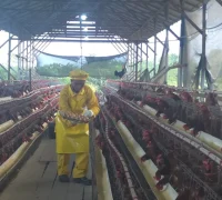 PT AMNL bersama KUB Siantau Raya perkuat komitmen melalui program Pertanian Ekologi Terpadu (PET) peternakan ayam petelur.
