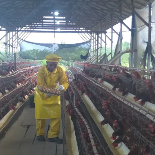 PT AMNL bersama KUB Siantau Raya perkuat komitmen melalui program Pertanian Ekologi Terpadu (PET) peternakan ayam petelur.