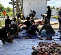 Bupati Kubu Raya Sujiwo menyaksikan penyembelihan sapi kurban bantuan Presiden RI di Masjid Al-Isra Kompleks Kantor Bupati Kubu Raya.