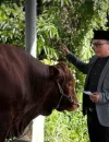 Bupati Kubu Raya Sujiwo saat menyerahkan daging kurban Iduladha 1447 Hijriah kepada masyarakat dan tenaga honorer di Kubu Raya.