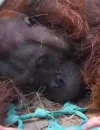 Orangutan jantan Sampurna ditemukan lemas di kebun sawit warga Ketapang akibat diduga terdampak asap karhutla. (Foto: instagram.com/ketapangterkini)