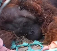 Orangutan jantan Sampurna ditemukan lemas di kebun sawit warga Ketapang akibat diduga terdampak asap karhutla. (Foto: instagram.com/ketapangterkini)