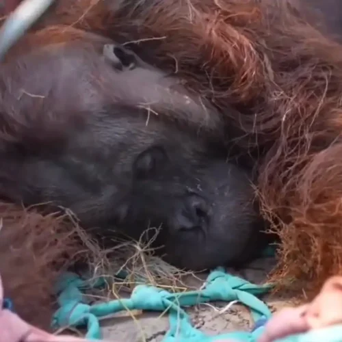 Orangutan jantan Sampurna ditemukan lemas di kebun sawit warga Ketapang akibat diduga terdampak asap karhutla. (Foto: instagram.com/ketapangterkini)