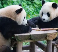 Sepasang Panda Raksasa Chen Xing dan Xiao Yue akan tiba di Zoo Negara Malaysia untuk program konservasi, (sinchew.com.my)