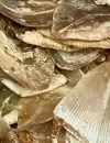 Petugas menerima penyerahan sisik trenggiling dari warga di Pos Sei Saparan, Jagoi Babang, Kabupaten Bengkayang, Kalimantan Barat.