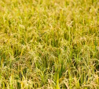 Presiden Prabowo Subianto menegaskan swasembada beras Indonesia sebagai bukti kedaulatan pangan nasional tahun 2026. (unsplash.com/@graphicnode)