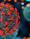 Ilustrasi - risiko Virus Nipah.