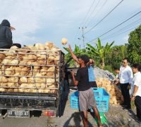 Angkutan kelapa dari kebun ke pasar. Petani senang, harga menggiurkan. (Sumber foto : kalbarprov.go.id)
