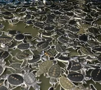 Ribuan tukik dilepasliarkan di Pantai Tanjung Api Paloh oleh Pokmaswas Kambau Borneo bersama masyarakat dan Yayasan Sealife Indonesia