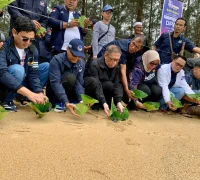 Para kader Nasdem bersama masyarakat pesisir melepaskan ribuan tukik di Pantai Tanjung Api, Paloh, Sabtu (15/11). (Istimewa)