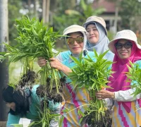 Ketua TP PKK Kota Pontianak Yanieta Arbiastutie saat panen sayur di Balai Benih Induk Hortikultura Pontianak Utara.