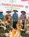 Hasil panen perdana jagung hibrida di kawasan Pontianak Utara.