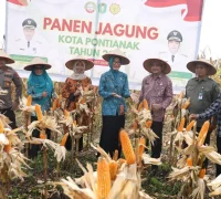 Hasil panen perdana jagung hibrida di kawasan Pontianak Utara.