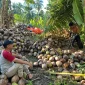 Petani kelapa di Desa Sungai Kupah, Kecamatan Sungai Kakap, Kubu Raya, menunjukkan hasil panen kelapa di kebun.