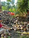 Petani kelapa di Desa Sungai Kupah, Kecamatan Sungai Kakap, Kubu Raya, menunjukkan hasil panen kelapa di kebun.