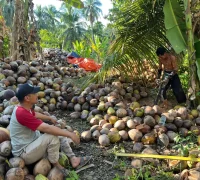 Petani kelapa di Desa Sungai Kupah, Kecamatan Sungai Kakap, Kubu Raya, menunjukkan hasil panen kelapa di kebun.
