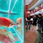 Ratusan ikan arwana terbaik dunia dipamerkan dalam Kontes Arwana Internasional di Pontianak Convention Centre (PCC) Kota Pontianak.