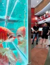 Ratusan ikan arwana terbaik dunia dipamerkan dalam Kontes Arwana Internasional di Pontianak Convention Centre (PCC) Kota Pontianak.