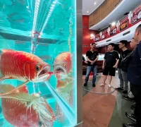 Ratusan ikan arwana terbaik dunia dipamerkan dalam Kontes Arwana Internasional di Pontianak Convention Centre (PCC) Kota Pontianak.