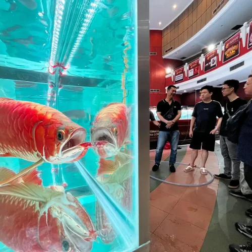 Ratusan ikan arwana terbaik dunia dipamerkan dalam Kontes Arwana Internasional di Pontianak Convention Centre (PCC) Kota Pontianak.
