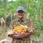 Ketua Kelompok Tani Flora Sumber Lestari, Abdul Hamid menunjukkan hasil panen jagungnya.