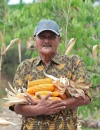 Ketua Kelompok Tani Flora Sumber Lestari, Abdul Hamid menunjukkan hasil panen jagungnya.