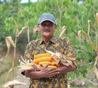 Ketua Kelompok Tani Flora Sumber Lestari, Abdul Hamid menunjukkan hasil panen jagungnya.