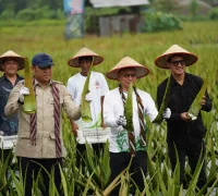 Wali Kota Pontianak Edi Rusdi Kamtono dan Wakil Menteri Pertanian RI Sudaryono memanen lidah buaya di kawasan sentra hortikultura, Pontianak Utara, Minggu (28/6/2026).