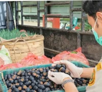 Petugas Karantina memeriksa buah Dabai dan Asam Keranji sebelum dikirim ke Malaysia melalui PLBN Jagoi Babang.