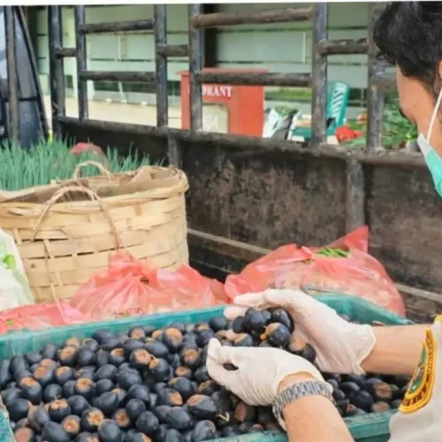 Petugas Karantina memeriksa buah Dabai dan Asam Keranji sebelum dikirim ke Malaysia melalui PLBN Jagoi Babang.