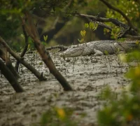 Ilustrasi - Tim SAR gabungan menyisir Sungai Kelai, Pulau Bruit, Daro, dalam pencarian remaja 14 tahun yang diterkam buaya. (freepik.com/vladimircech)