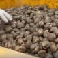 Hasil laut seperti udang, kepiting, ikan, cumi-cumi, dan kerang yang diekspor dari Jagoi Babang, Kabupaten Bengkayang, ke Malaysia. (Foto: Bea Cukai)