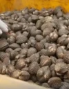 Hasil laut seperti udang, kepiting, ikan, cumi-cumi, dan kerang yang diekspor dari Jagoi Babang, Kabupaten Bengkayang, ke Malaysia. (Foto: Bea Cukai)