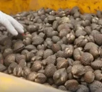 Hasil laut seperti udang, kepiting, ikan, cumi-cumi, dan kerang yang diekspor dari Jagoi Babang, Kabupaten Bengkayang, ke Malaysia. (Foto: Bea Cukai)