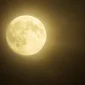full-moon-4758837_1280 Penampakan Beaver Supermoon 2025 yang tampak lebih besar dan terang akan menghiasi langit malam bulan November. (pixabay.com/christoph1703-633357)