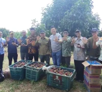 Bupati Sambas Satono menghadiri panen manggis perdana di Desa Segarau Kecamatan Tebas Sambas. (Dok. Sambas.go.id)