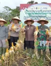 Wakil Bupati Sambas Heroaldi Djuhardi Alwi memimpin panen raya jagung di Desa Sebayan, perkuat ketahanan pangan.(PPID Sambas)