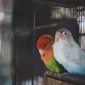 Ilustrasi burung lovebird yang dicuri di Pontianak Barat.