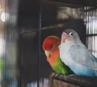 Ilustrasi burung lovebird yang dicuri di Pontianak Barat.