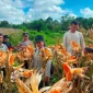Personel Polsek Entikong bersama penyuluh pertanian dan kelompok tani melakukan panen jagung hibrida di lahan demplot Desa Entikong, Kabupaten Sanggau, dengan produktivitas mencapai 13,36 ton per hektare.
