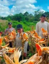 Personel Polsek Entikong bersama penyuluh pertanian dan kelompok tani melakukan panen jagung hibrida di lahan demplot Desa Entikong, Kabupaten Sanggau, dengan produktivitas mencapai 13,36 ton per hektare.
